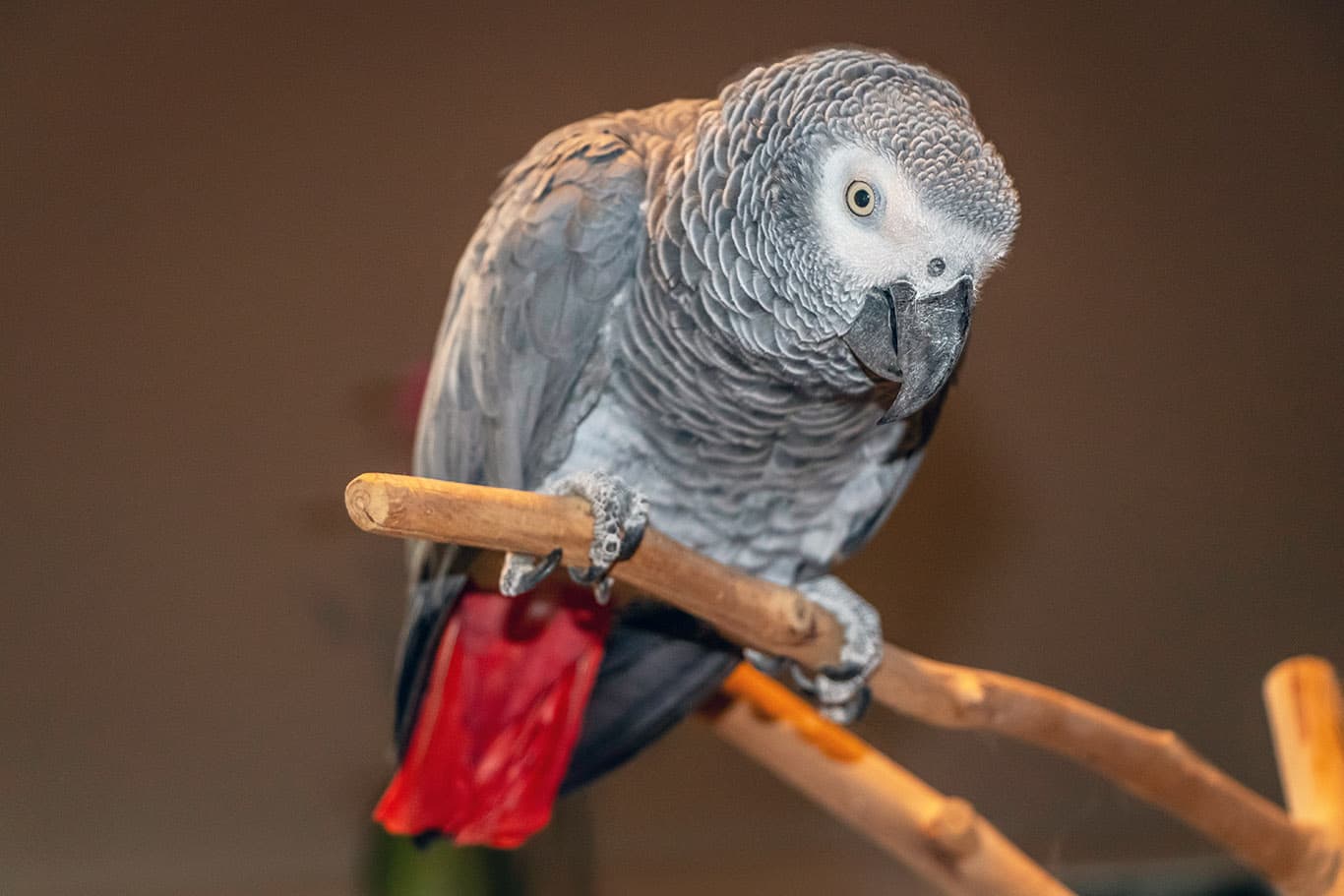african grey parrot
