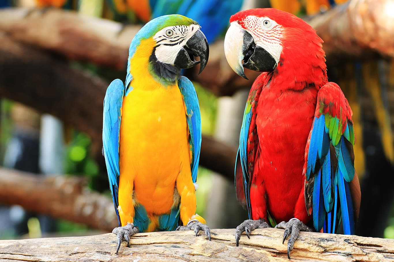 macaws