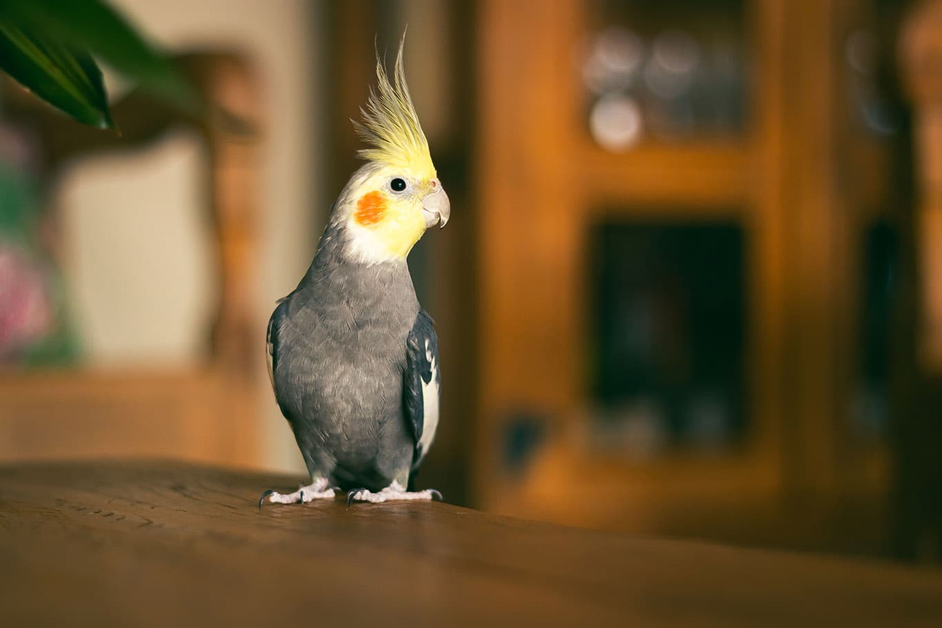 A yellow and gray cockatiel inside a family home