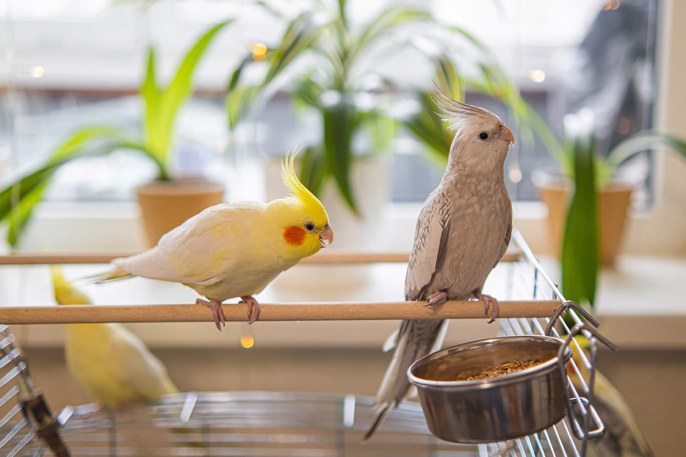 two cockatiels on a perch