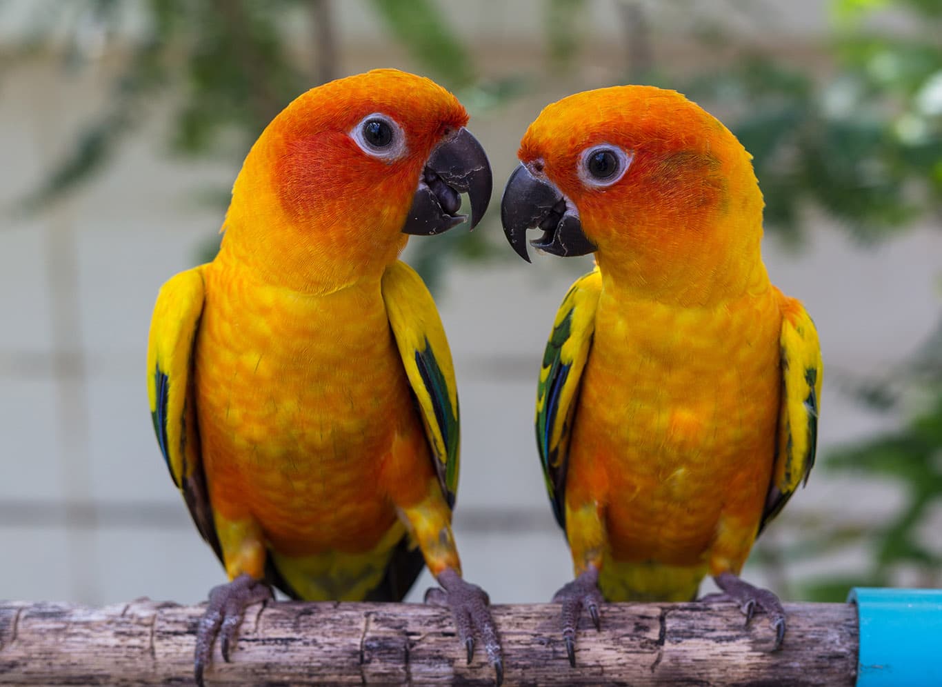 Conure