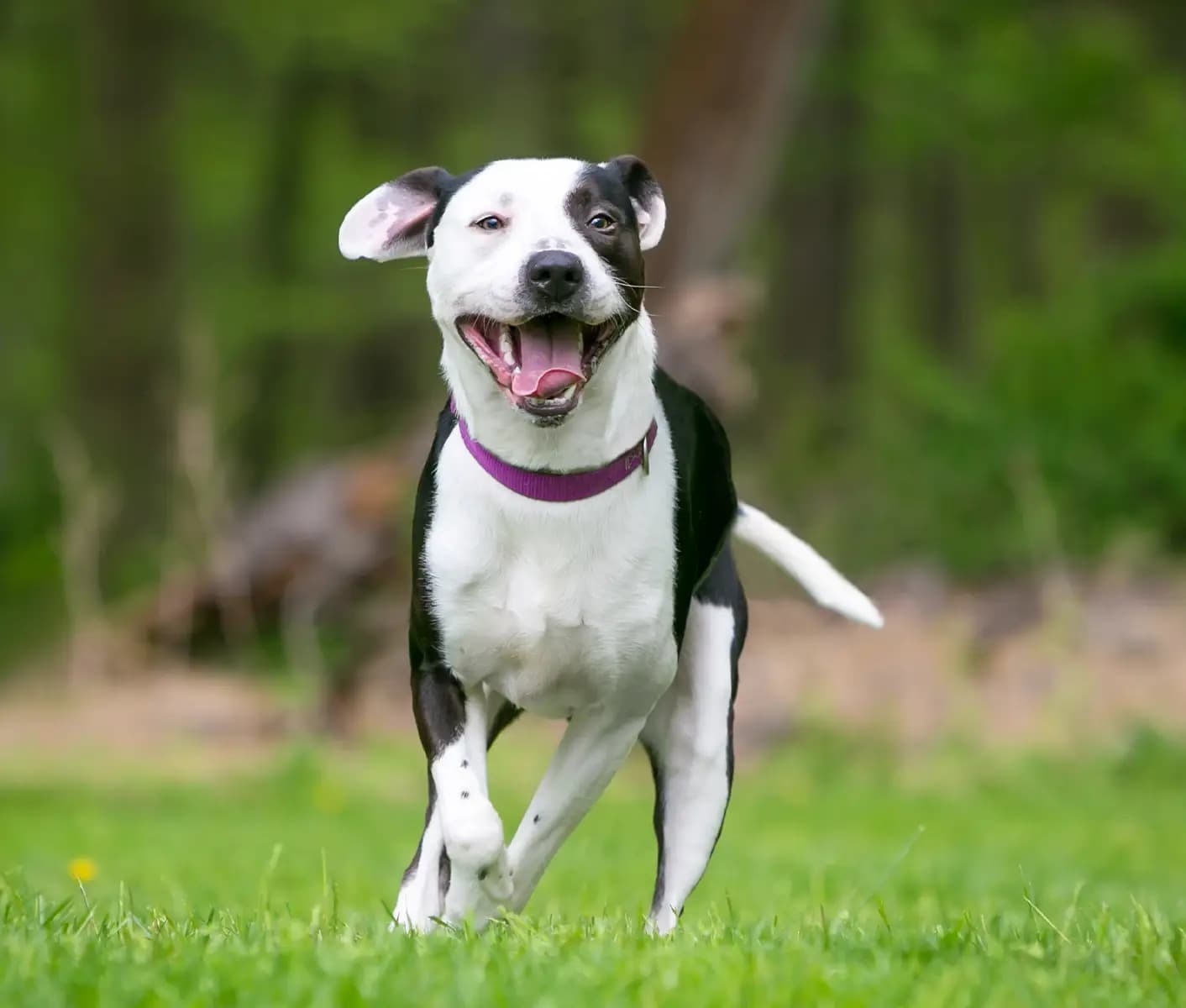 dog running