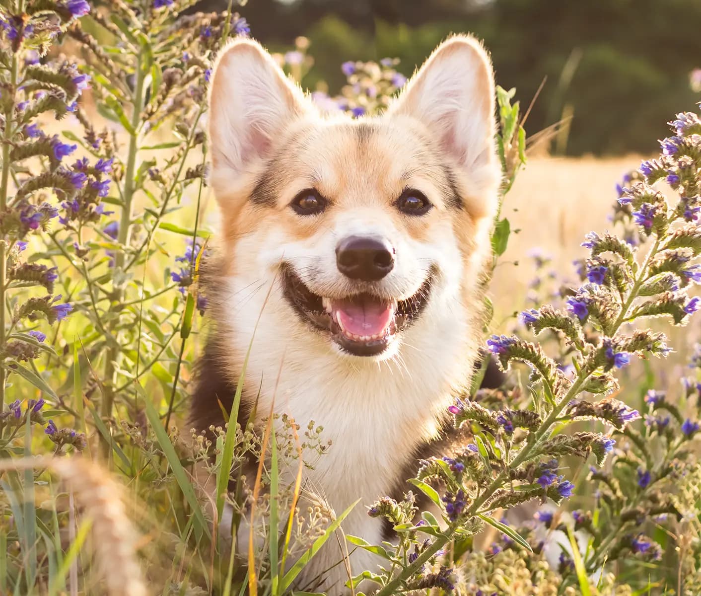 dog in tall grass