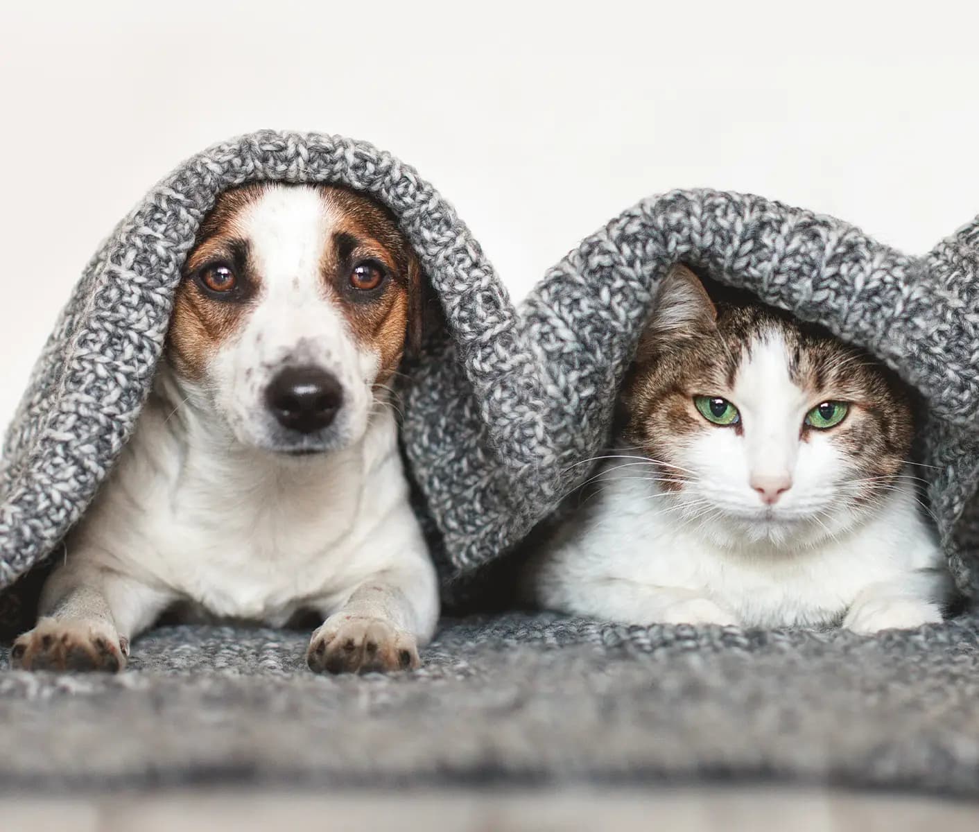 Dog and cat under a blanket