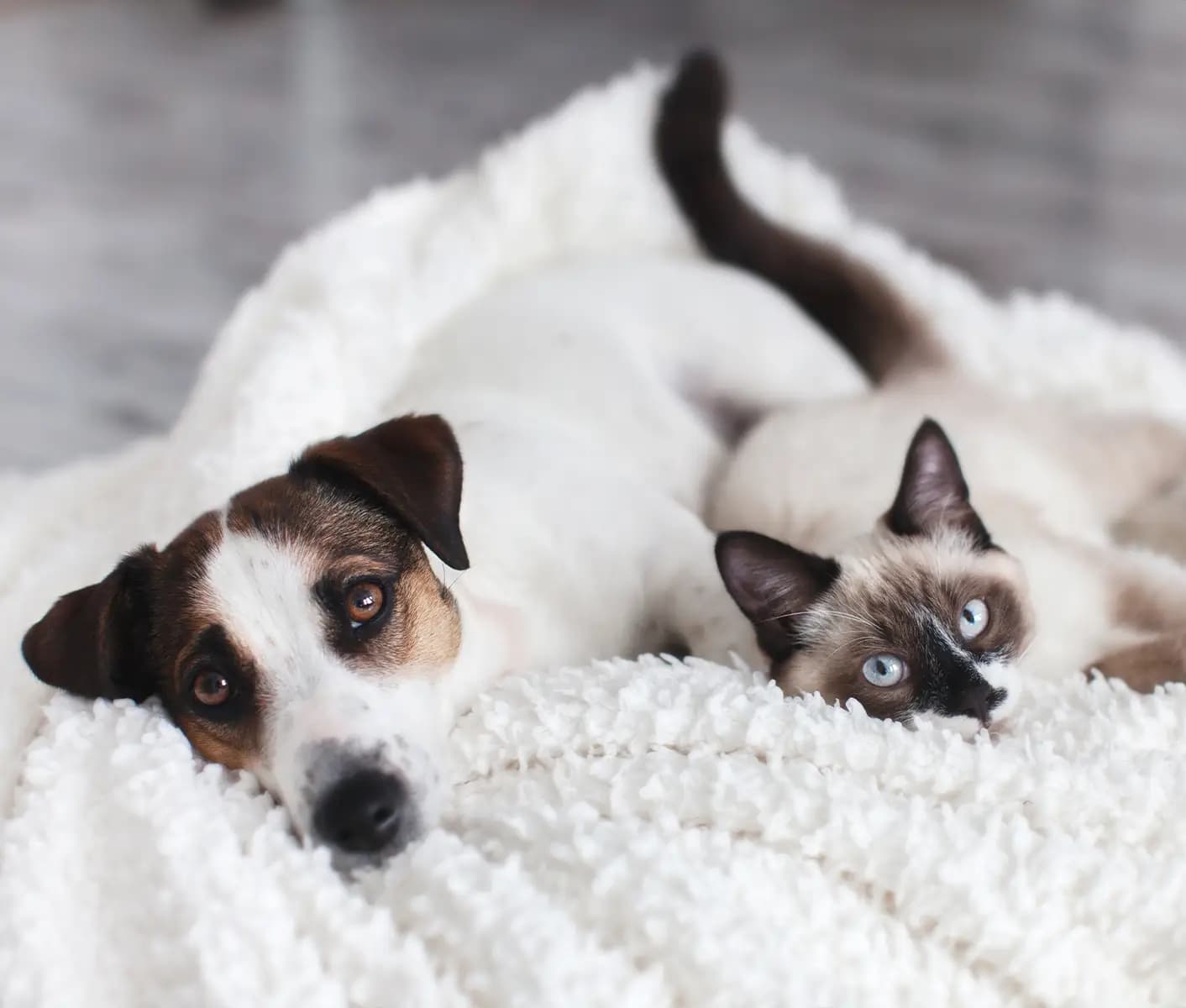 dog and cat