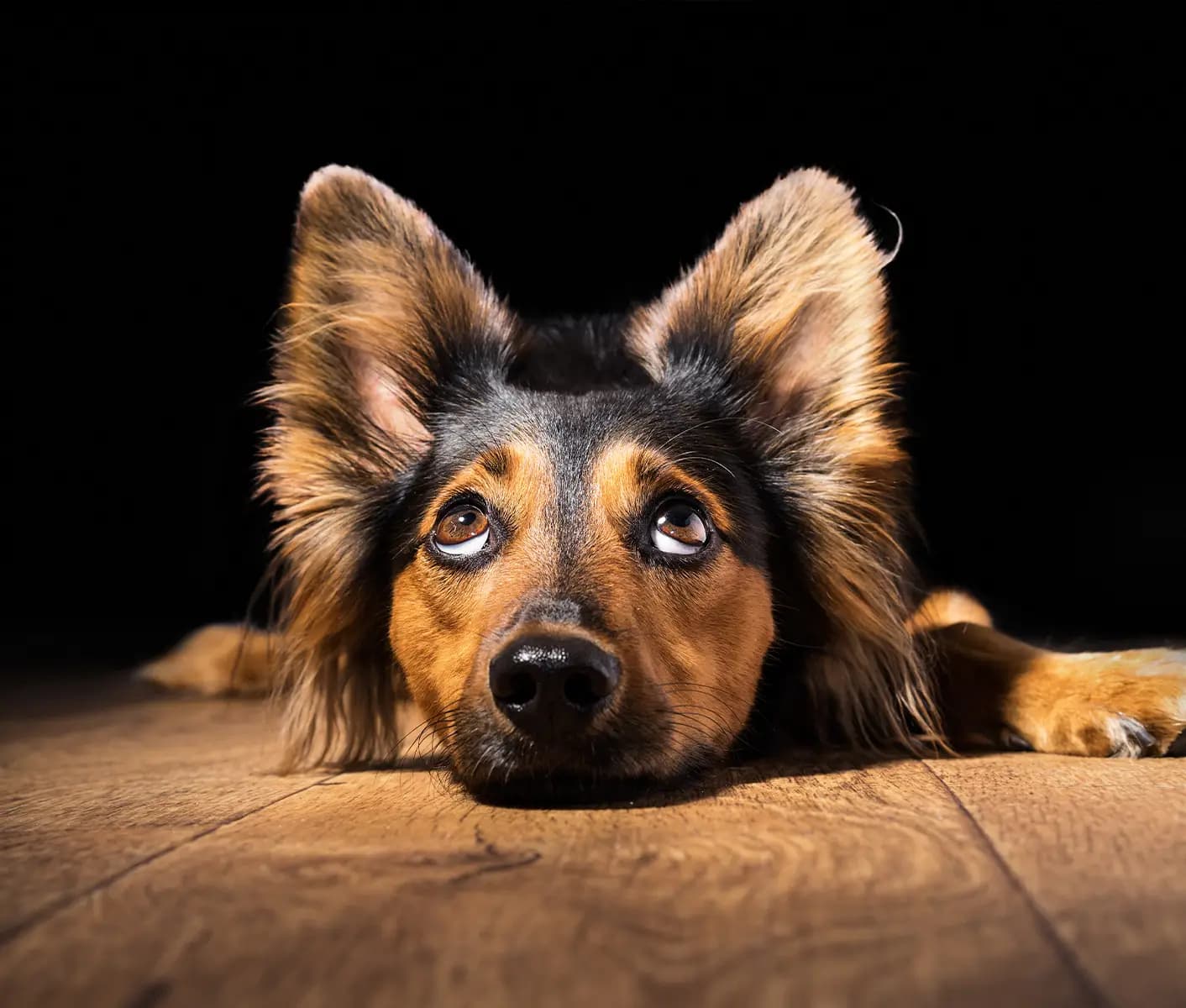 dog on wood floor