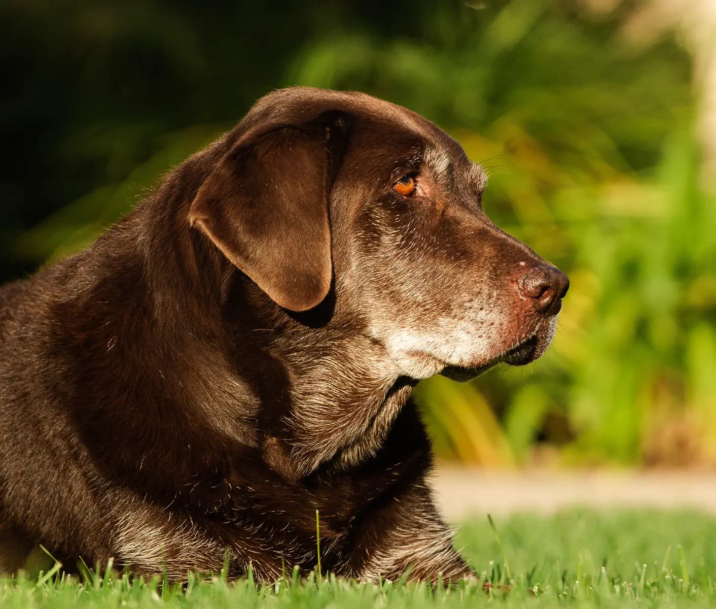 large brown dog outside