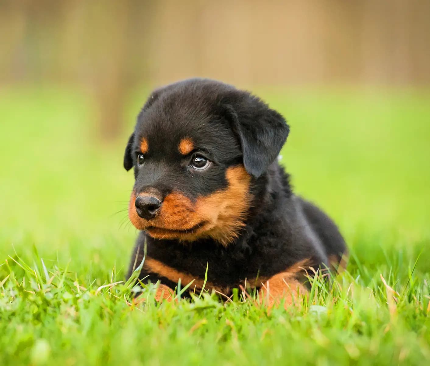 dog in grass