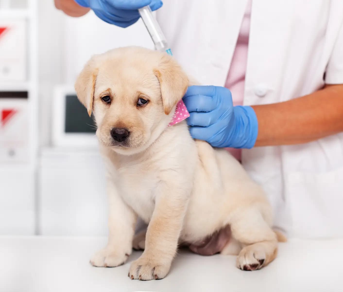 puppy at vet