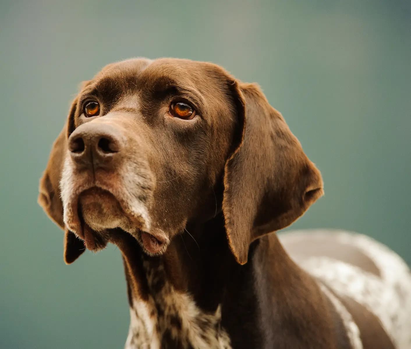 brown dog