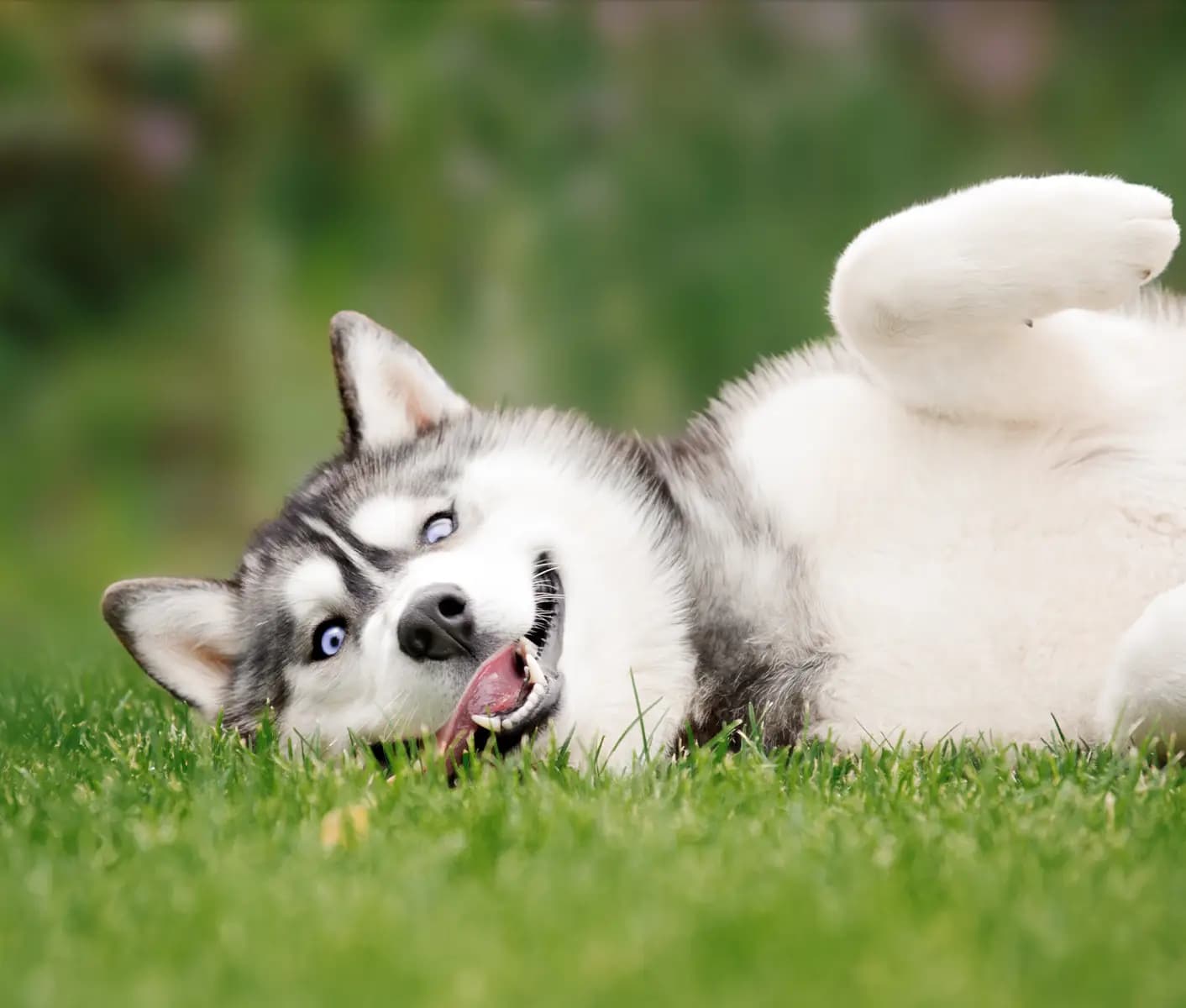 dog in grass