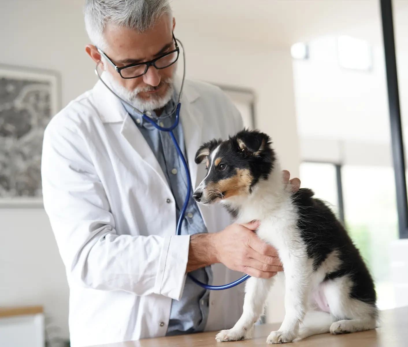 dog at vet