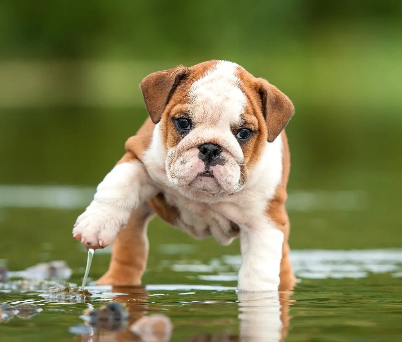 dog in water