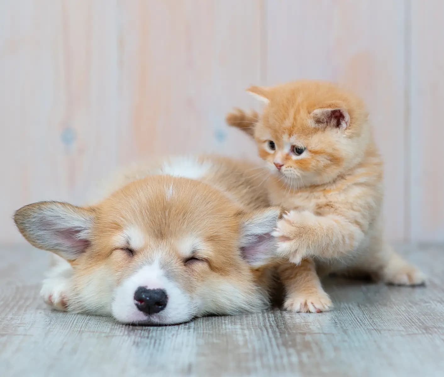 puppy and kitten