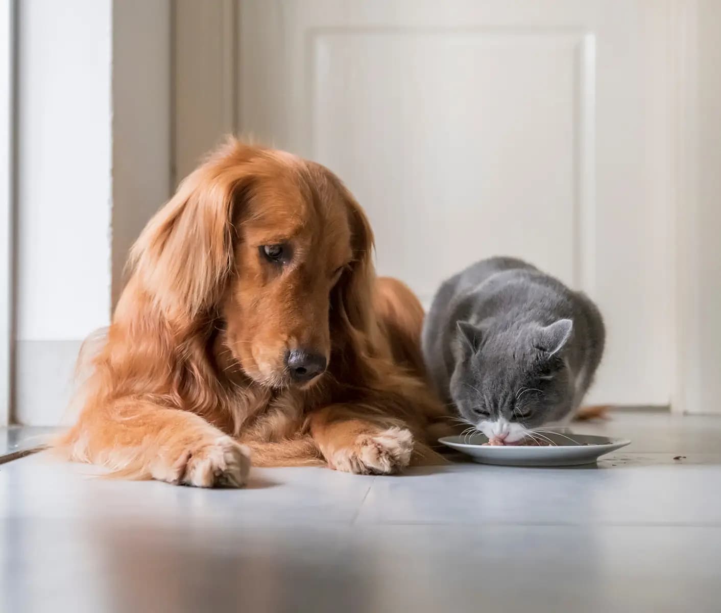 dog and cat eating