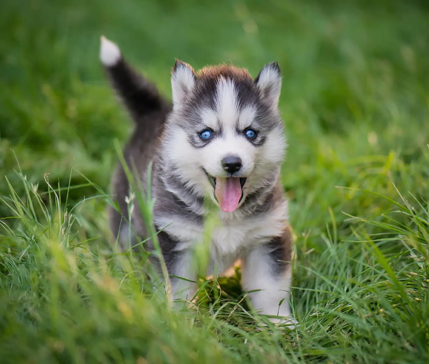 dog in grass