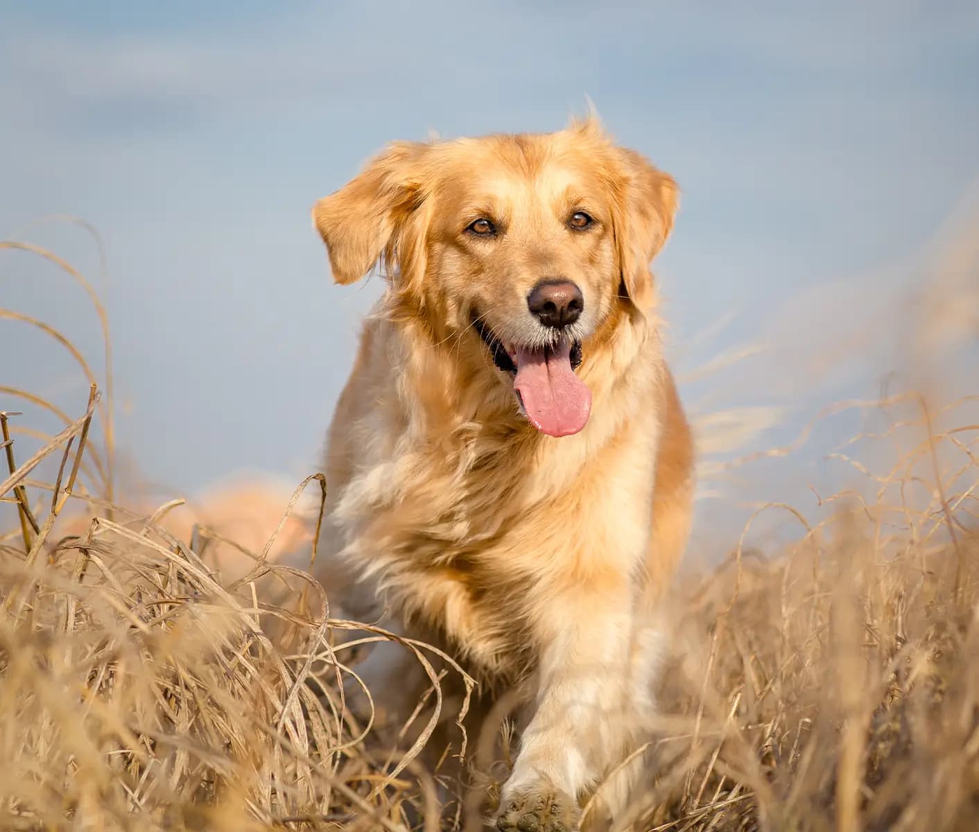 dog in field