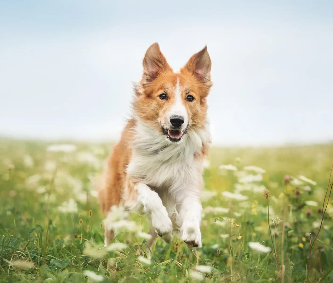 dog running in field