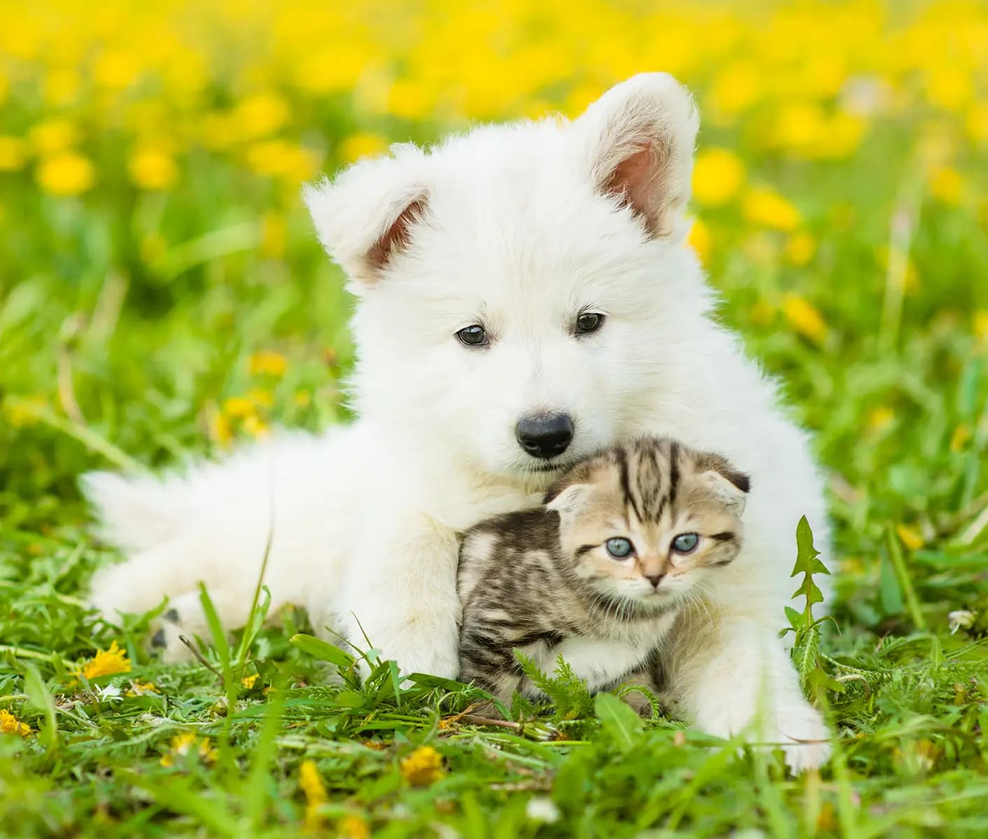 cat and dog