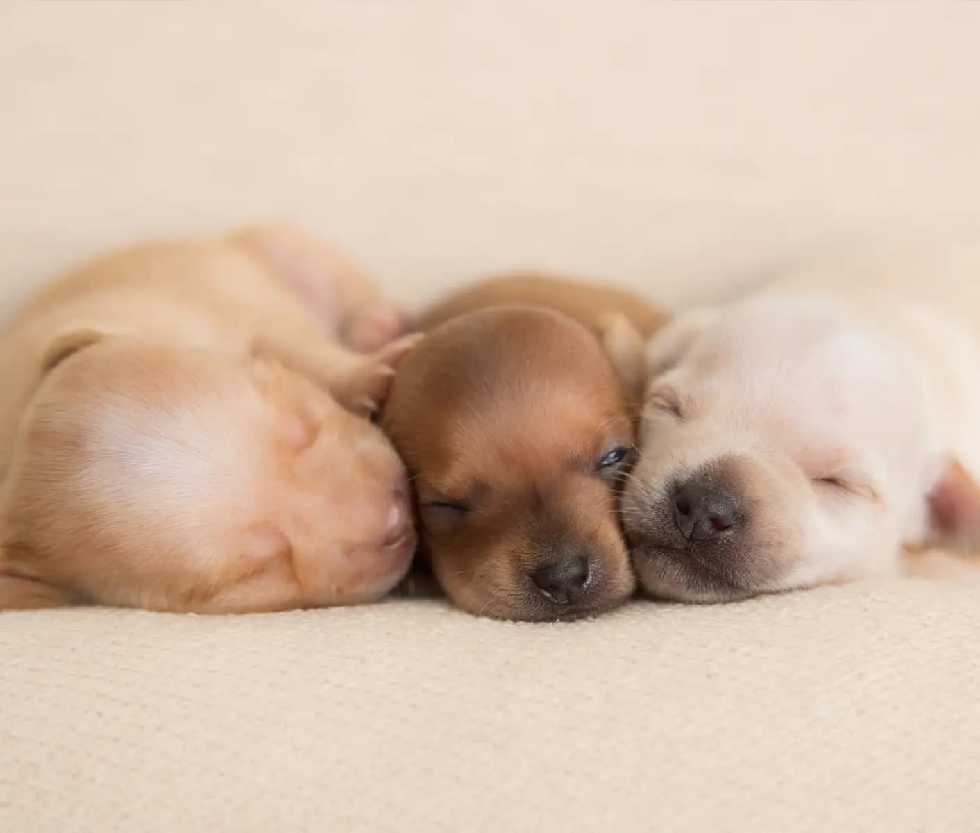 three newborn puppies