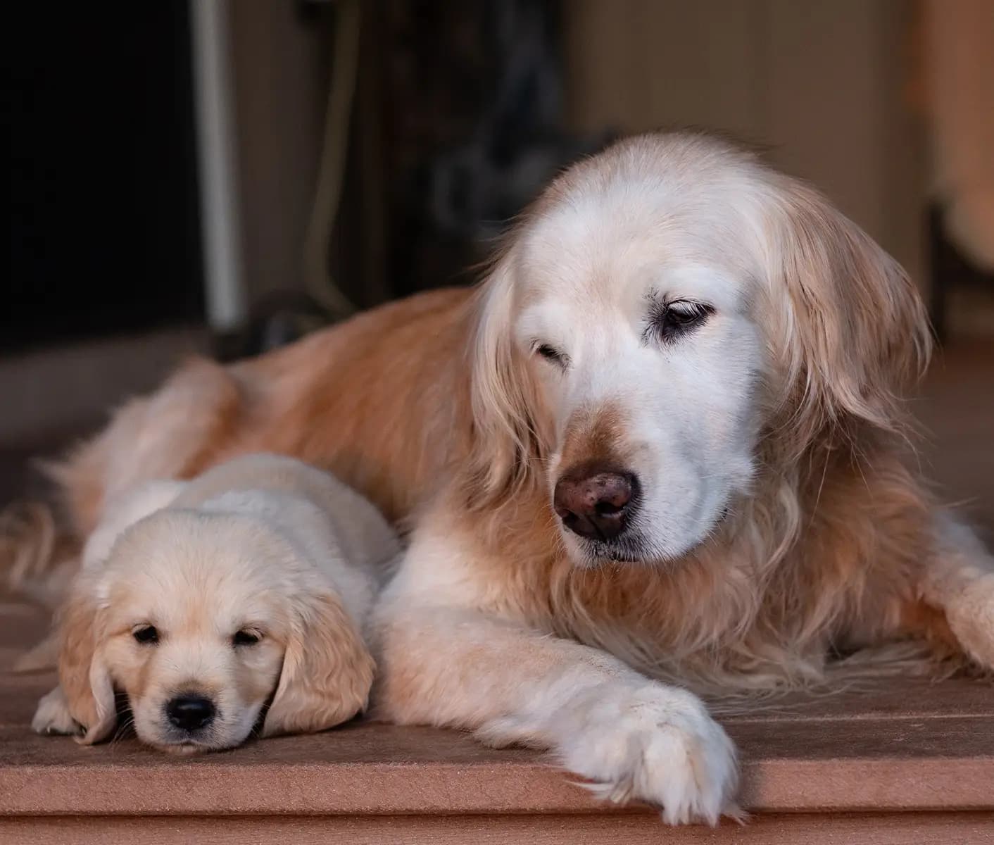 dog and puppy