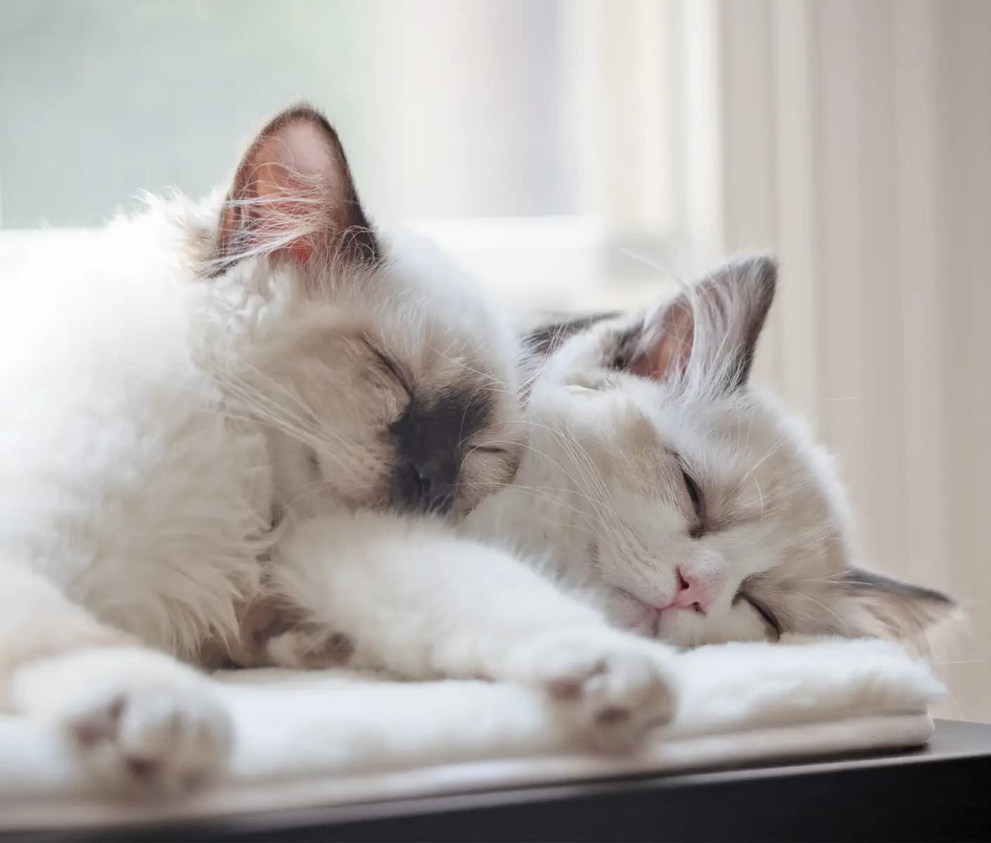 two white cats sleeping