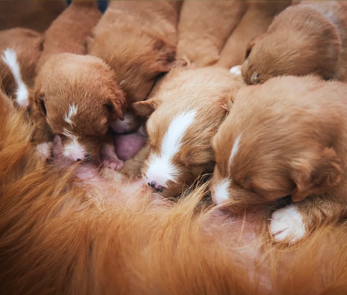 puppies nursing