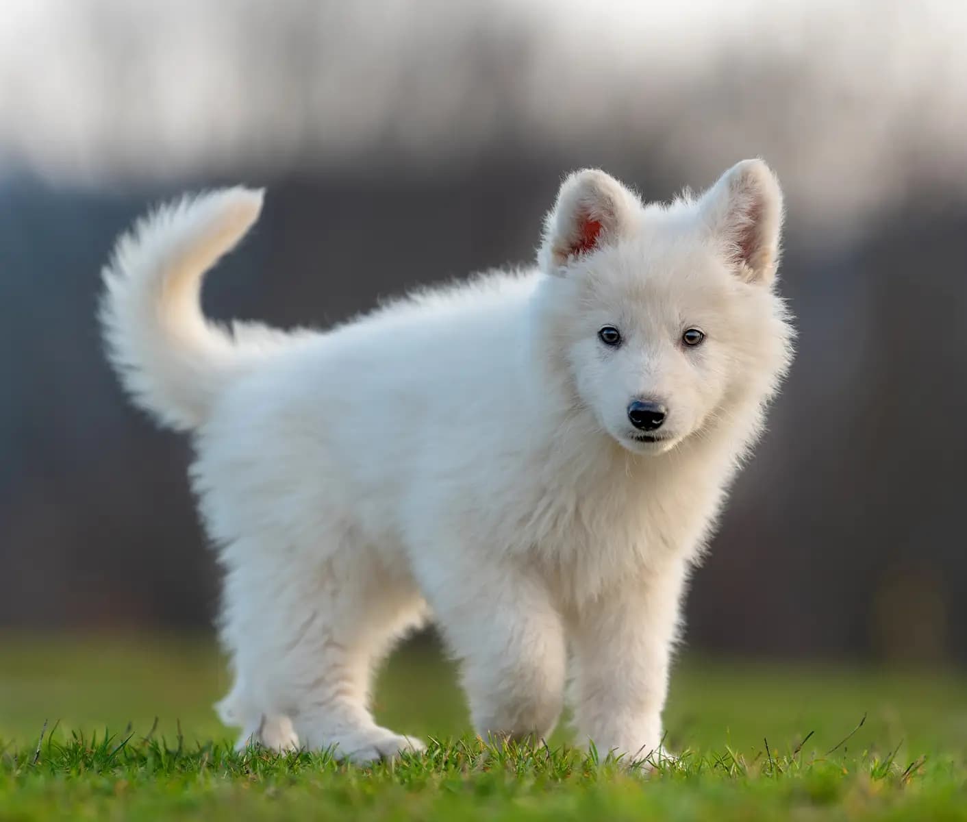 white dog standing on grass