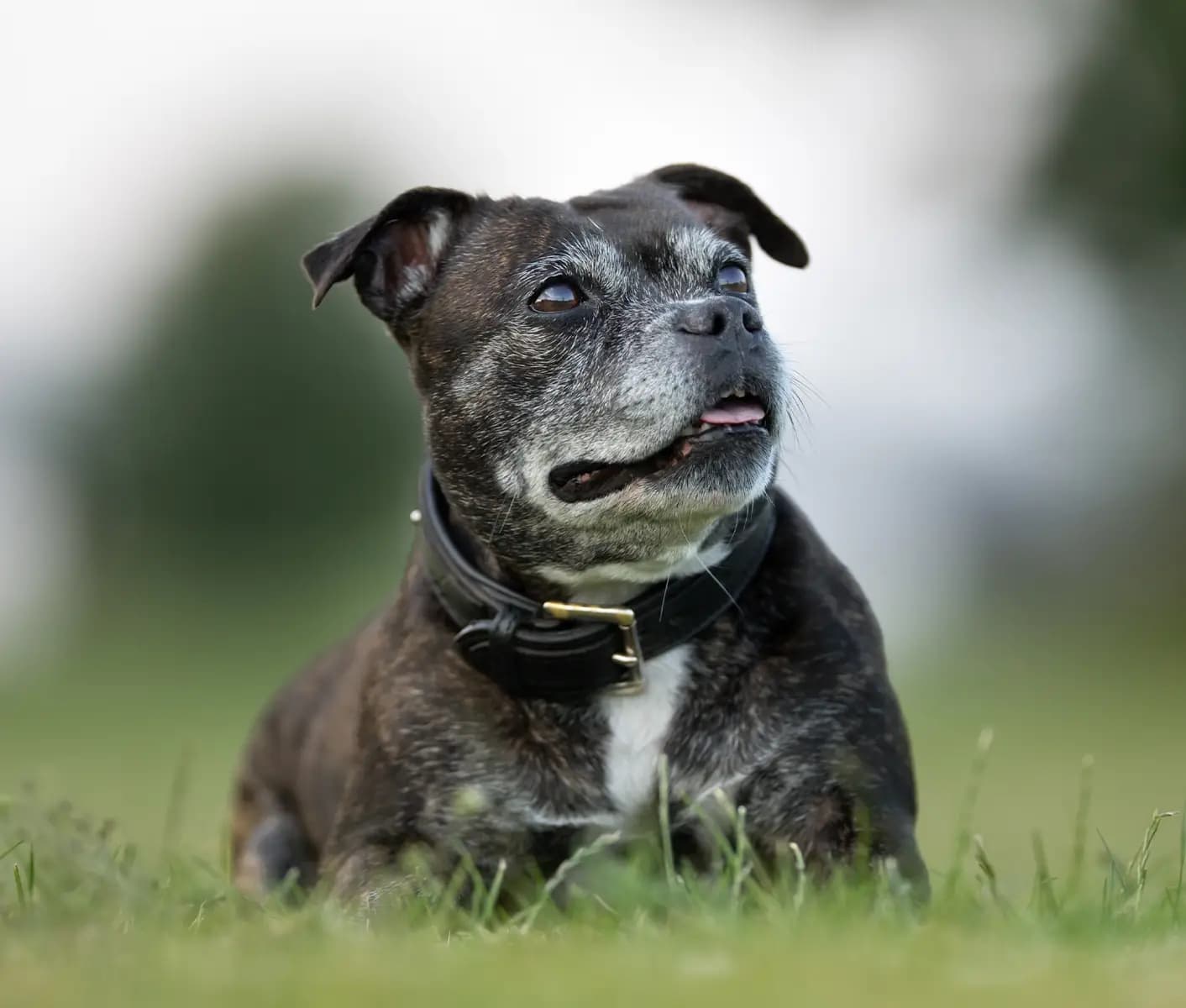 black dog in grass