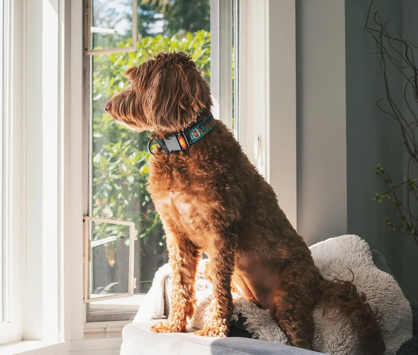 dog looking out window