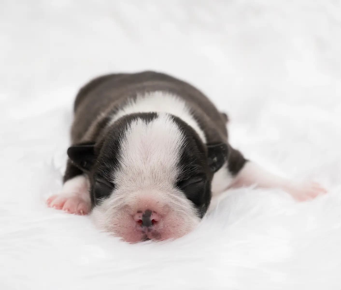 newborn puppy