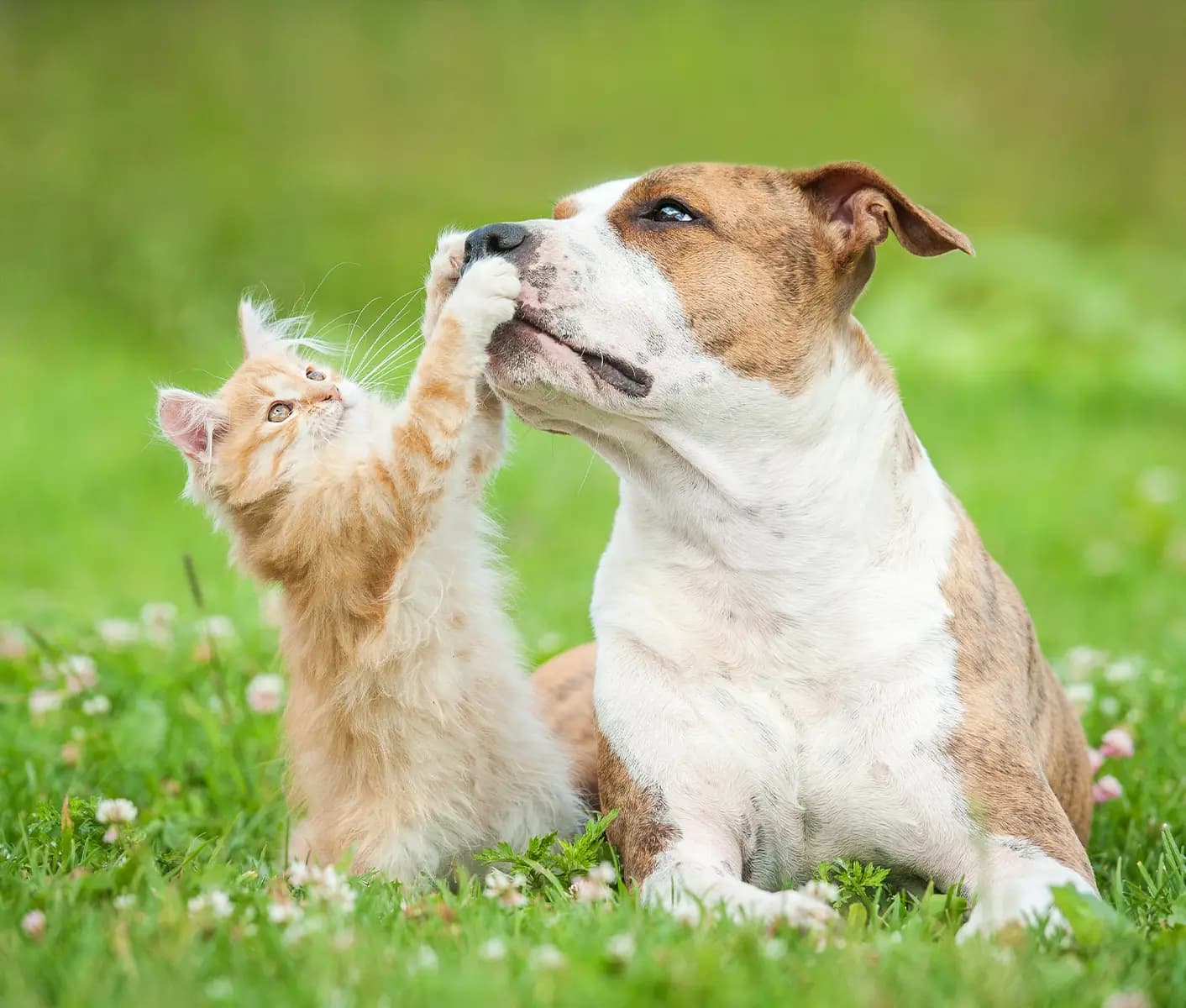 dog and cat in grass