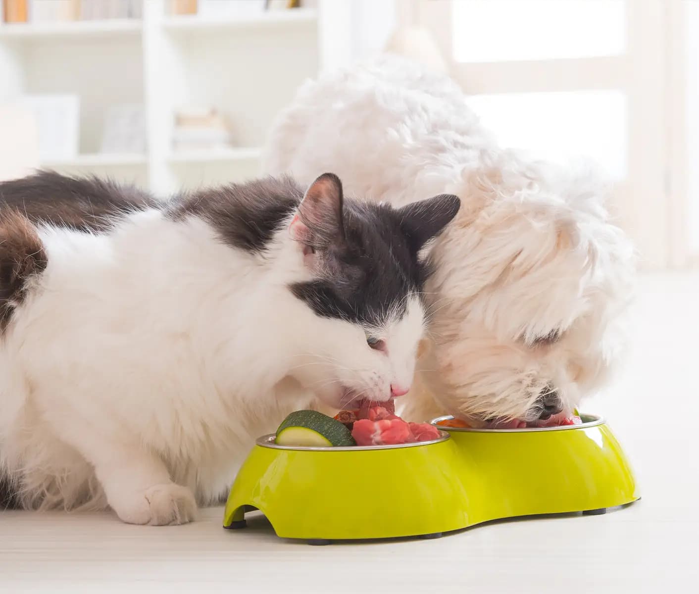 dog and cat eating