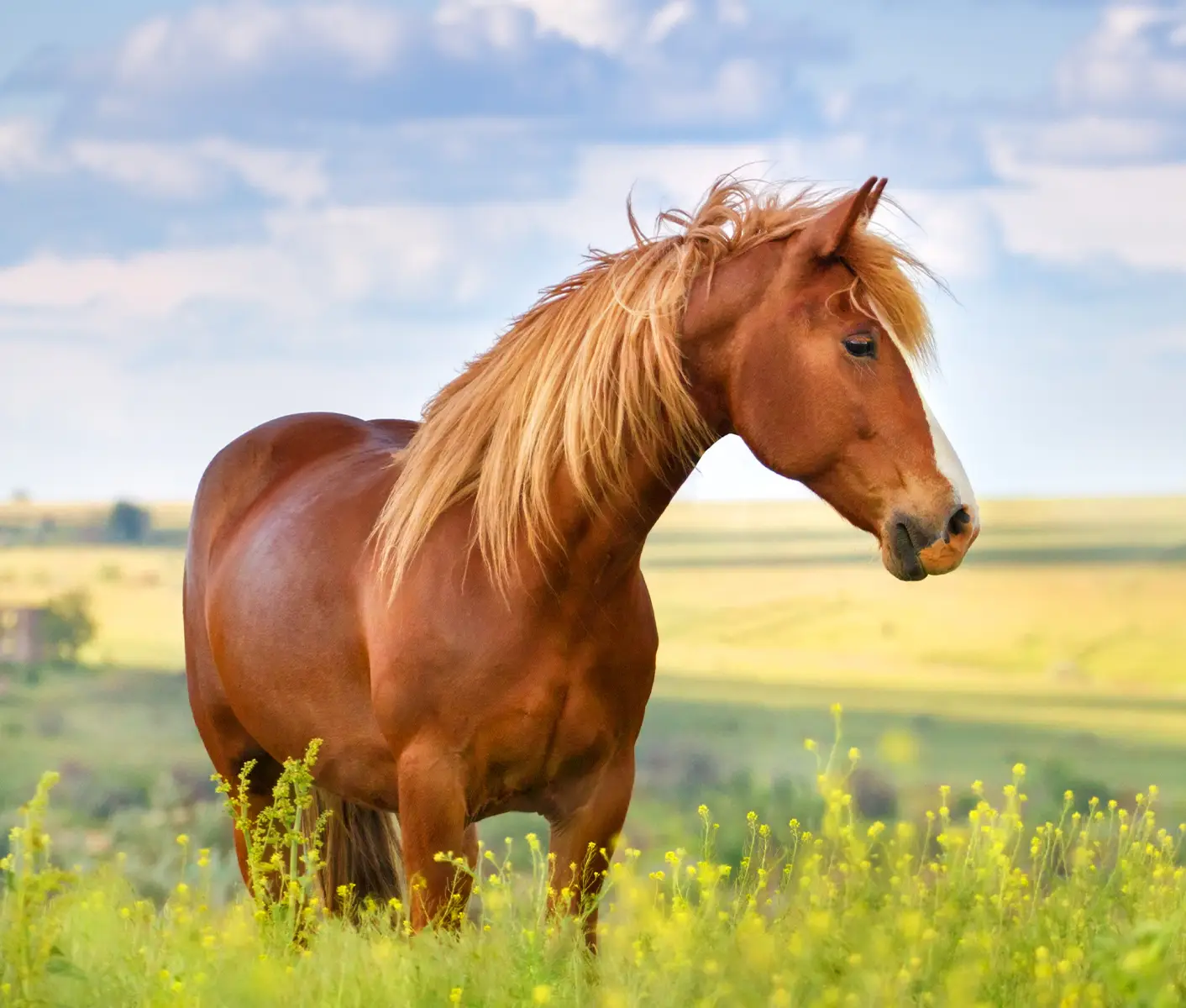 horse in a field