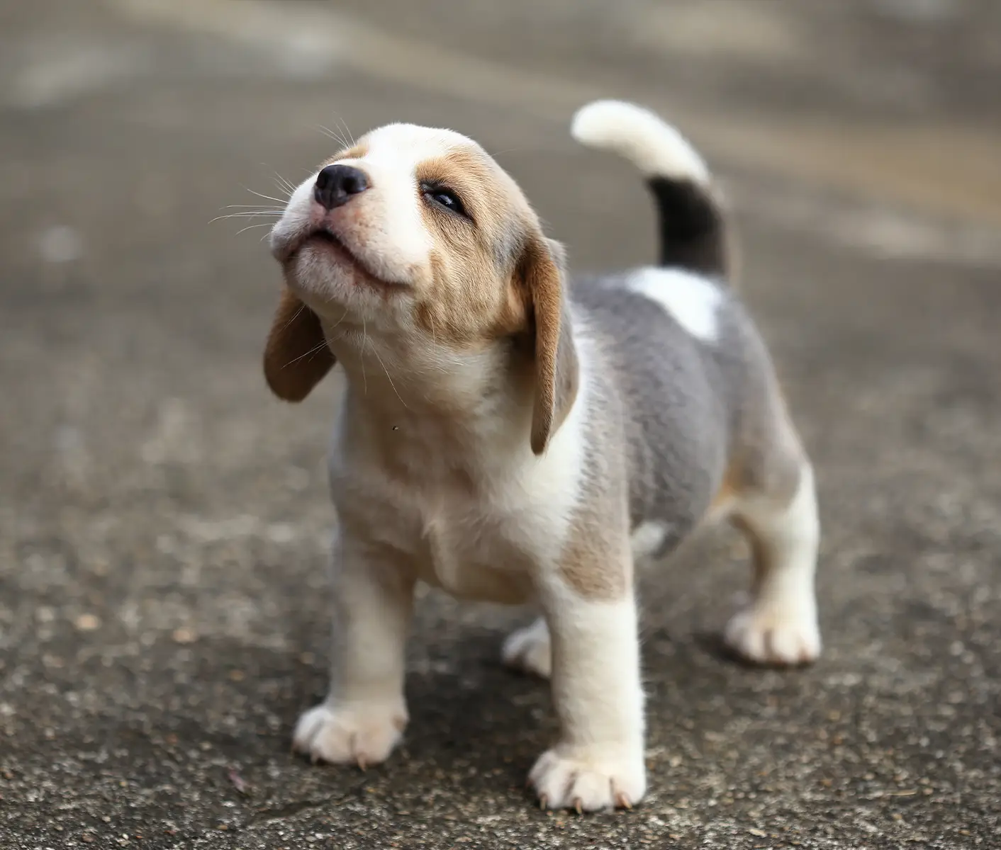 puppy