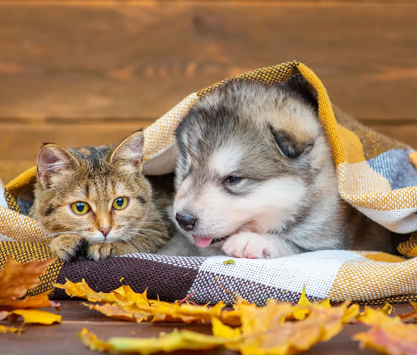 dog and cat under blanket