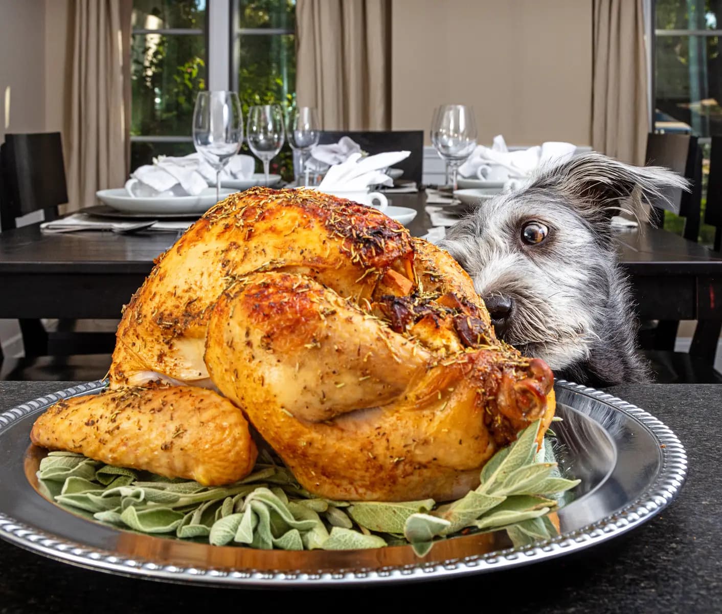 dog looking at turkey