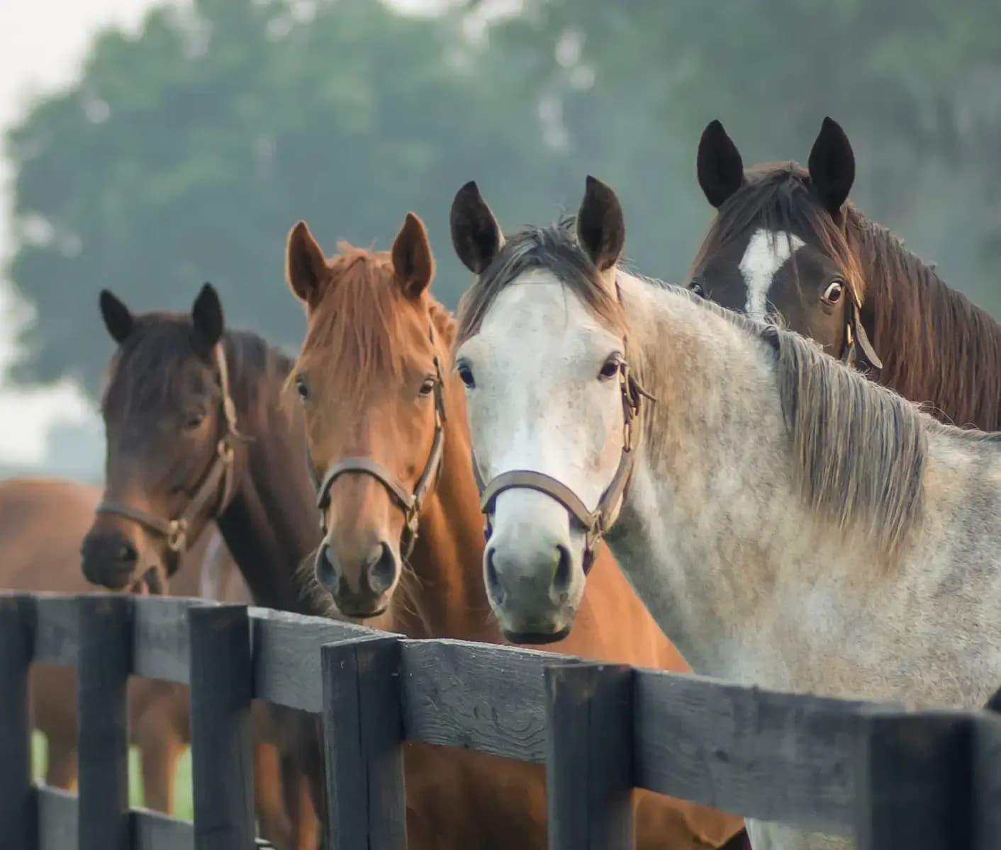 horses behind a fence