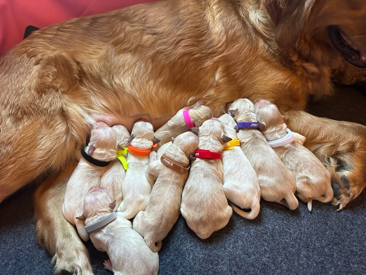 Puppies nursing