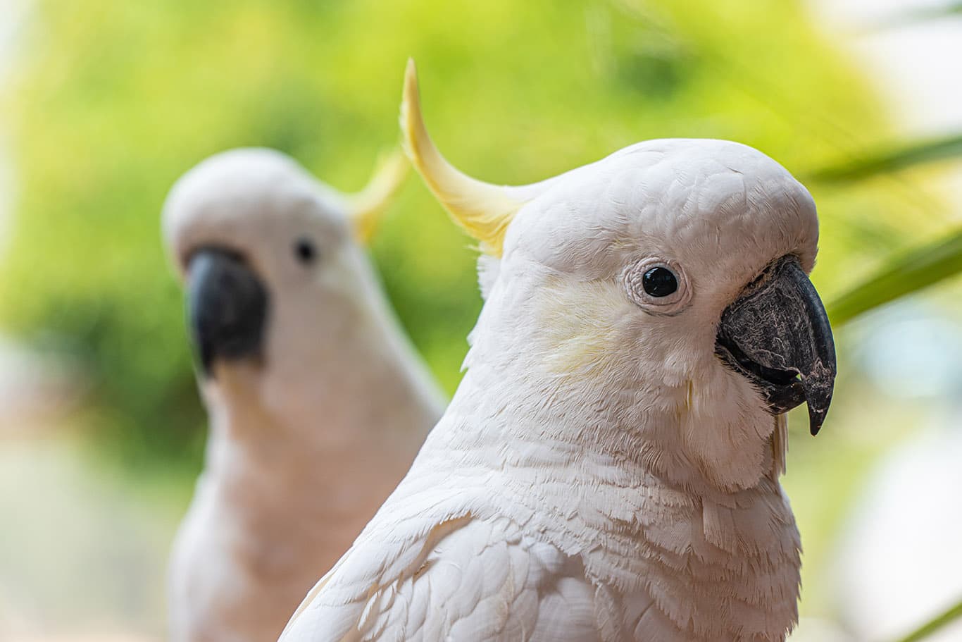 Portraits of a yellow crested cockatoo