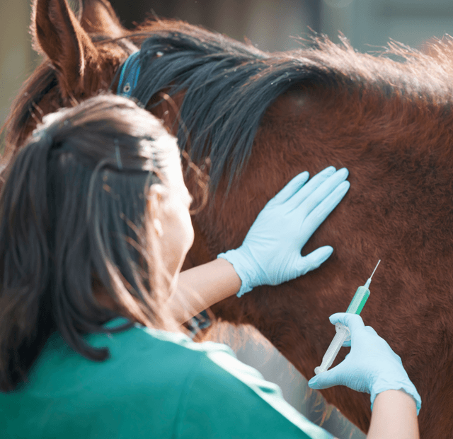 EHV-1 Virus in Horses